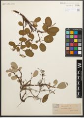 Foto von Salix reticulata L.